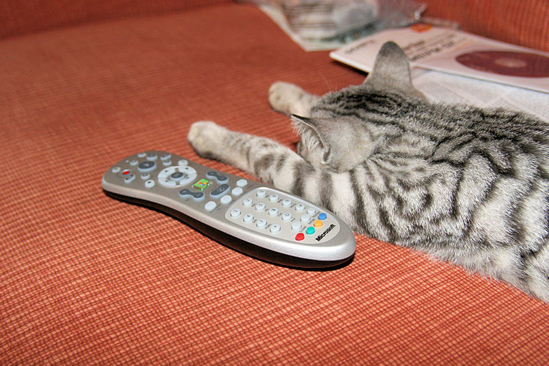 cat with remote control